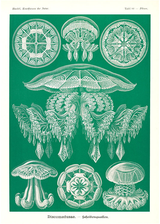 Discomedusae II - Green Jellyfish, by Ernst Haeckel