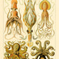 Gamochonia I  by Ernst Haeckel