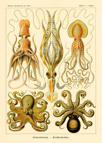 Gamochonia I de Ernst Haeckel