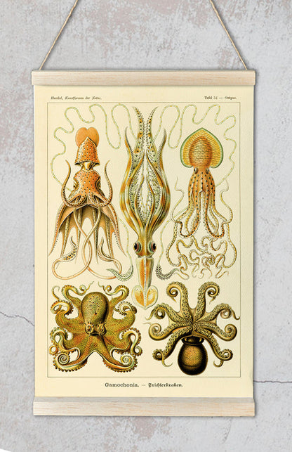 Gamochonia I de Ernst Haeckel