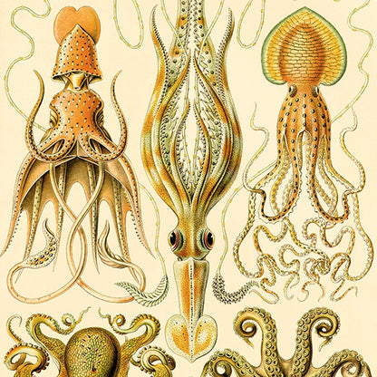 Gamochonia I de Ernst Haeckel