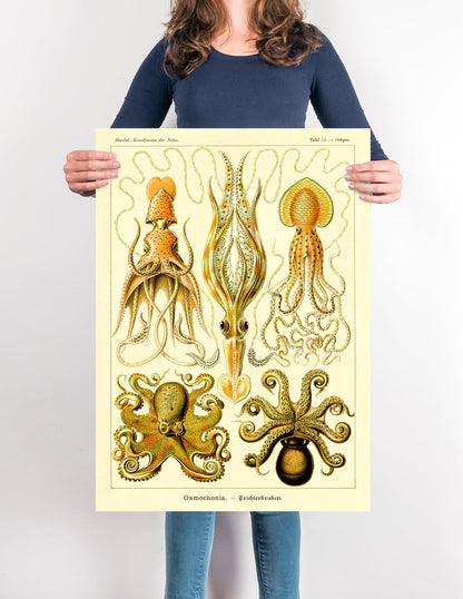 Gamochonia I de Ernst Haeckel