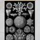 Mycetozoa–Pilztiere II by Ernst Haeckel