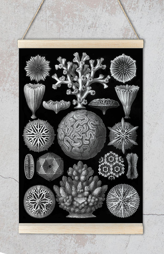 Mycetozoa–Pilztiere II by Ernst Haeckel