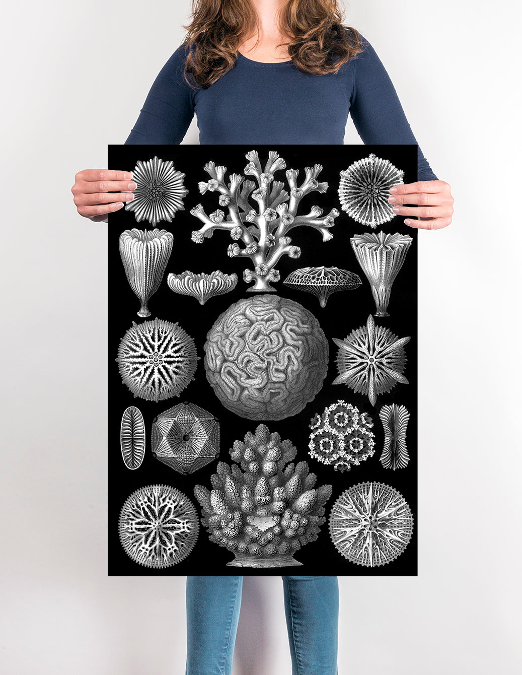 Mycetozoa–Pilztiere II by Ernst Haeckel