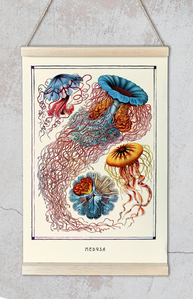 Ernest Haeckel Medusa