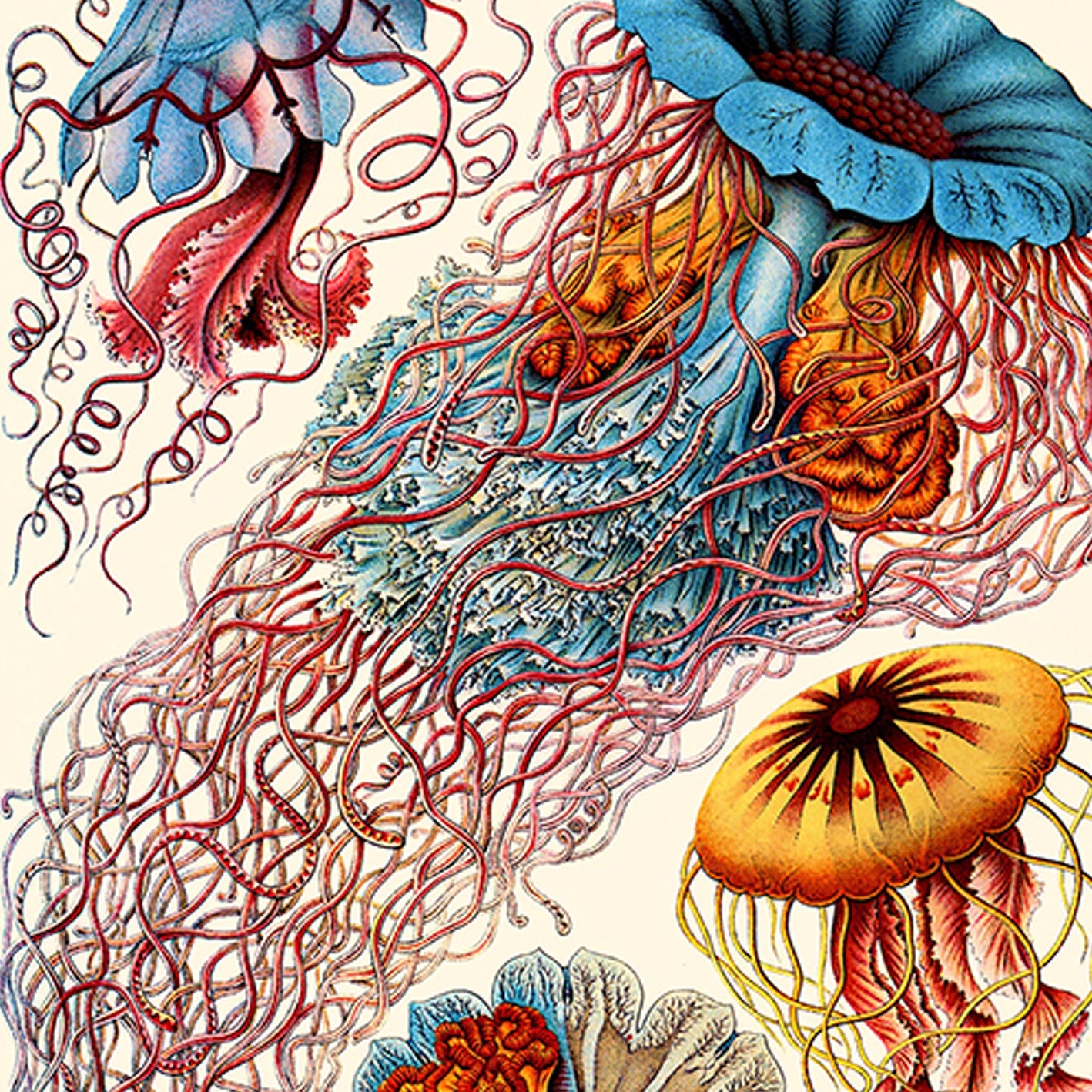 Medusa de Ernest Haeckel