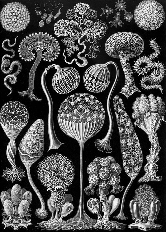 Mycetozoa–Pilztiere II de Ernst Haeckel