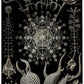 Phaeodaria by Ernest Haeckel