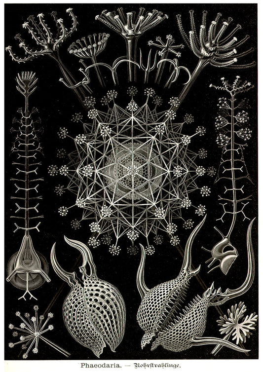 Fedaria de Ernest Haeckel