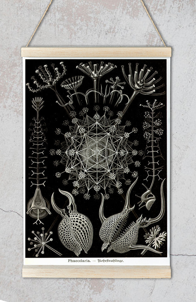 Phaeodaria by Ernest Haeckel