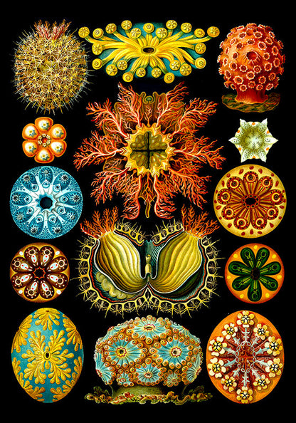 Corales coloridos Embriología de Ernst Haeckel
