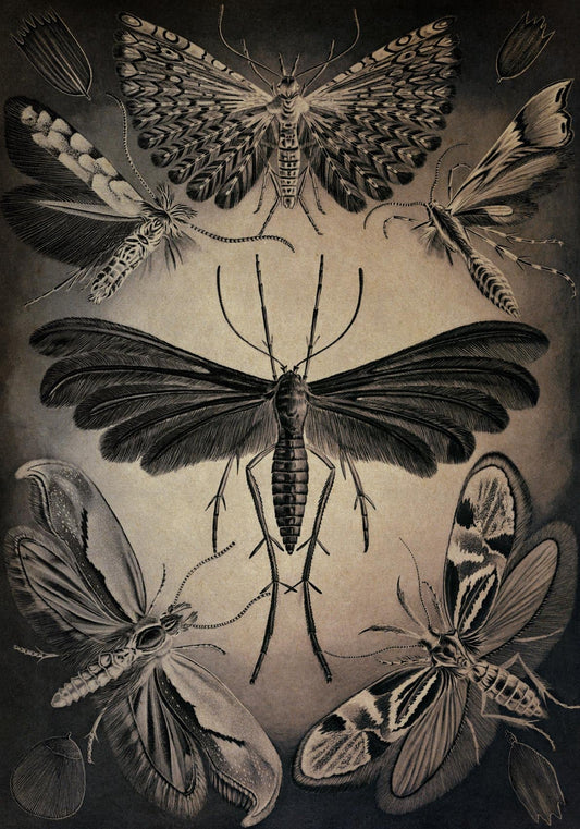 Polillas de Ernst Haeckel