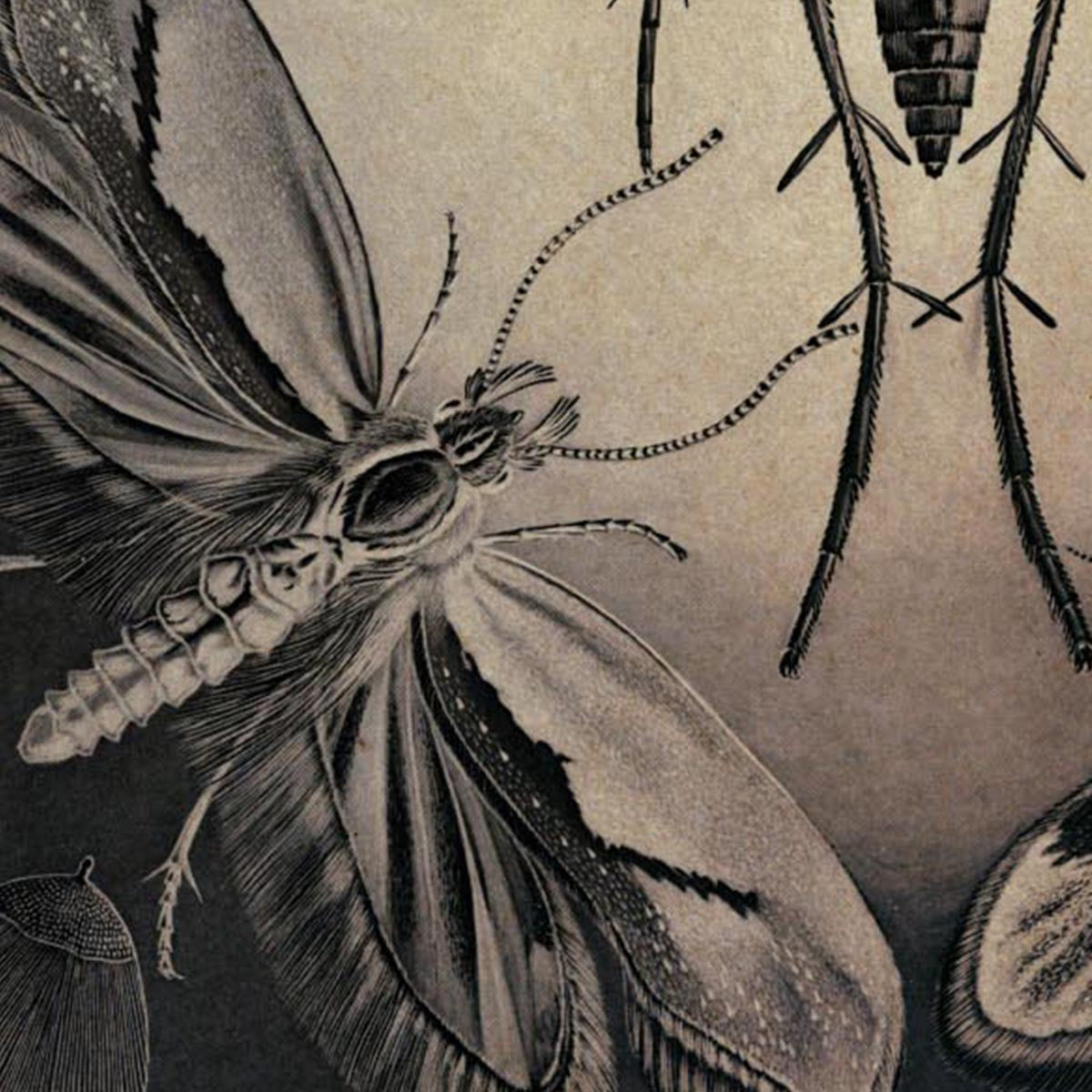 Moths by Ernst Haeckel