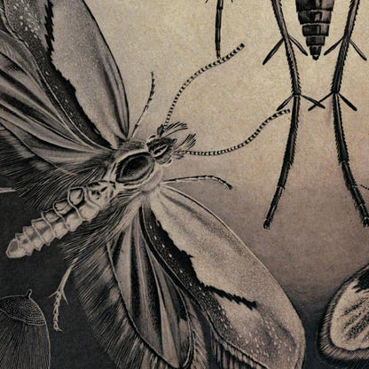 Polillas de Ernst Haeckel