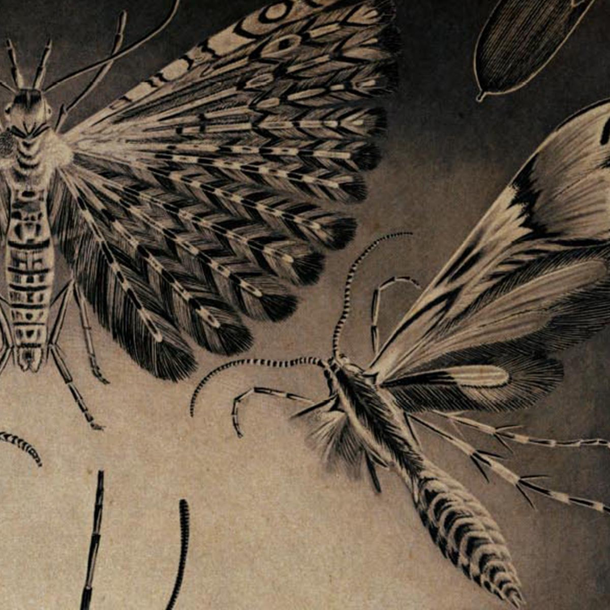 Moths by Ernst Haeckel