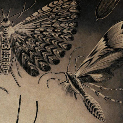 Polillas de Ernst Haeckel