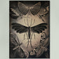 Moths by Ernst Haeckel