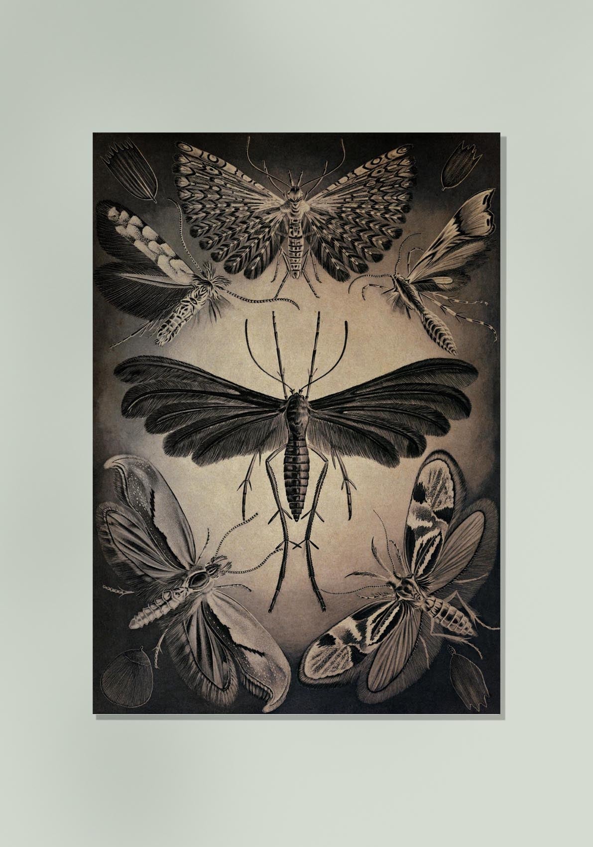 Moths by Ernst Haeckel