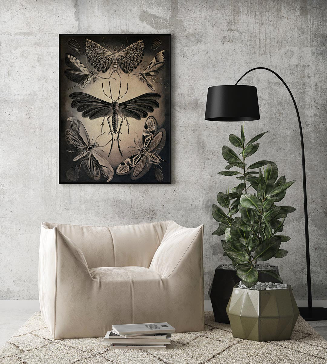 Ernst Haeckel Wall Art - Moths by Ernst Haeckel Poster