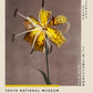 Yellow Lily by Kazumasa Exhibition Poster