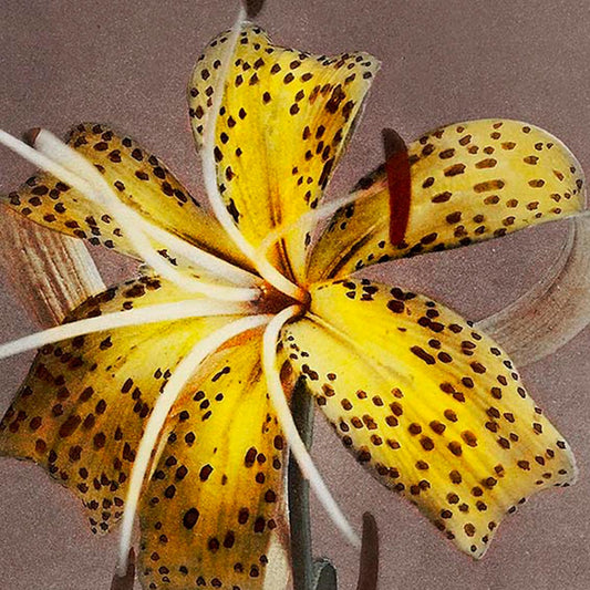 Póster de la exposición Yellow Lily de Kazumasa