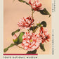 Striped Camellias by Kazumasa Exhibition Poster