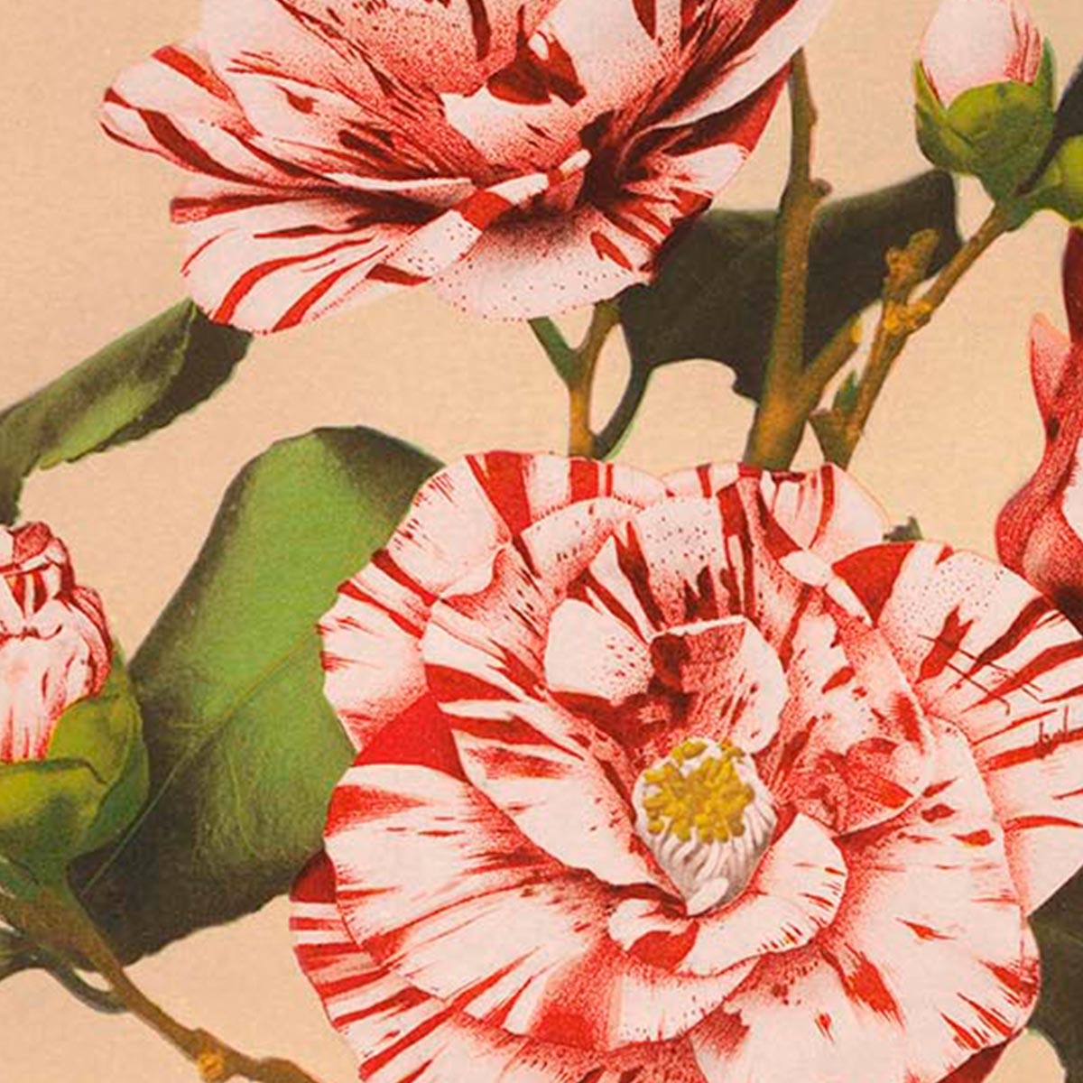 Póster de la exposición Camelias rayadas de Kazumasa