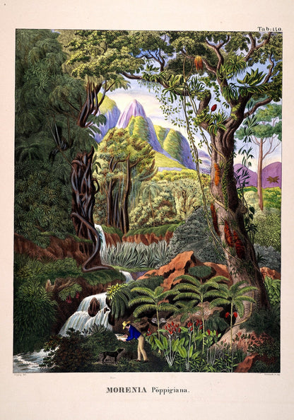 Conjunto de 5 impresiones de la galería verde Flora y fauna Wally