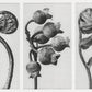 Karl Blossfeldt Art Gallery Wall Set of 7 Poster