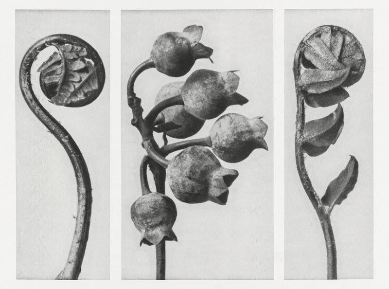 Conjunto de 7 carteles de la galería de arte de Karl Blossfeldt