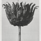 Karl Blossfeldt Art Gallery Wall Set of 7 Poster