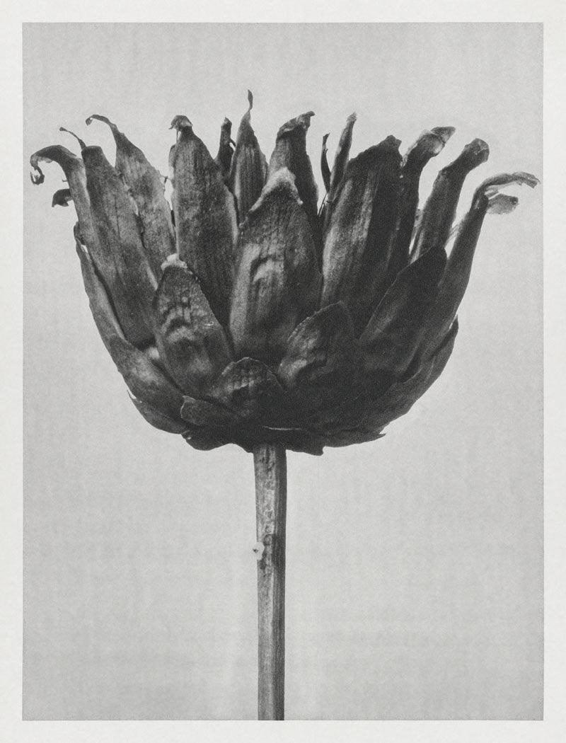 Conjunto de 7 carteles de la galería de arte de Karl Blossfeldt