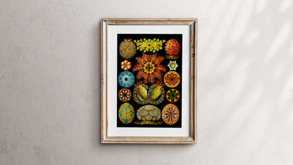 Corales coloridos Embriología de Ernst Haeckel