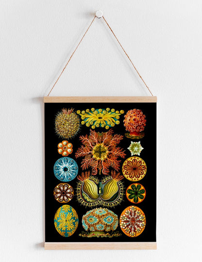 Ernst Haeckel Wall Art - Colourful Corals Embryology by Ernst Haeckel Poster