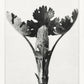 Karl Blossfeldt Art Gallery Wall Set of 7 Poster