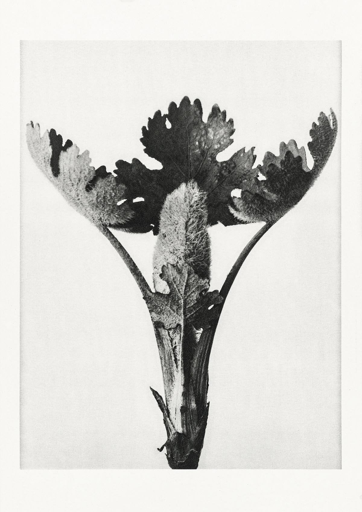 Conjunto de 7 carteles de la galería de arte de Karl Blossfeldt