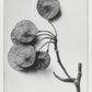 Karl Blossfeldt Art Gallery Wall Set of 7 Poster