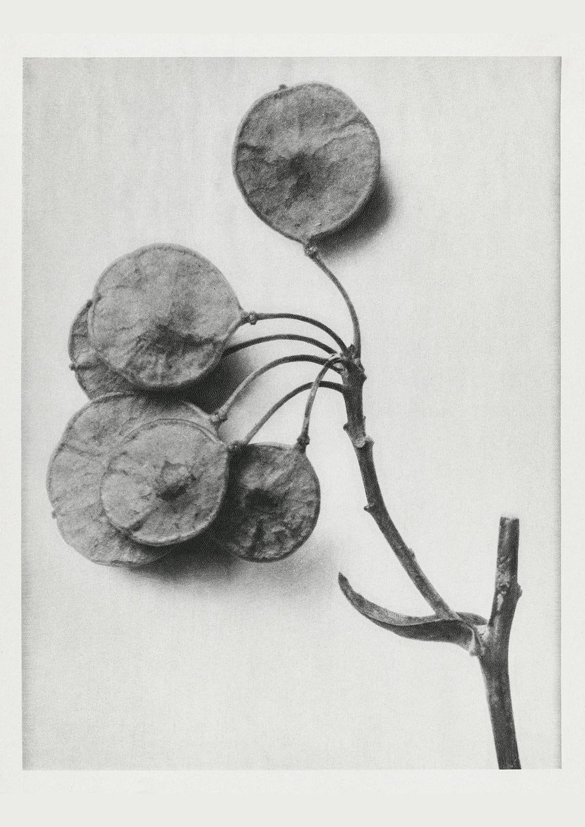 Conjunto de 7 carteles de la galería de arte de Karl Blossfeldt