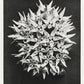 Karl Blossfeldt Art Gallery Wall Set of 7 Poster