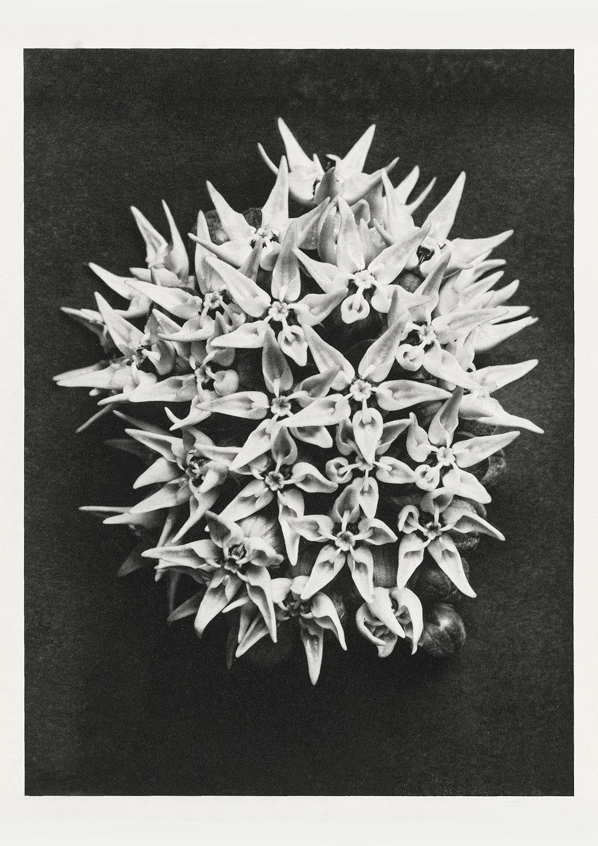 Conjunto de 7 carteles de la galería de arte de Karl Blossfeldt