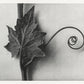 Karl Blossfeldt Art Gallery Wall Set of 7 Poster