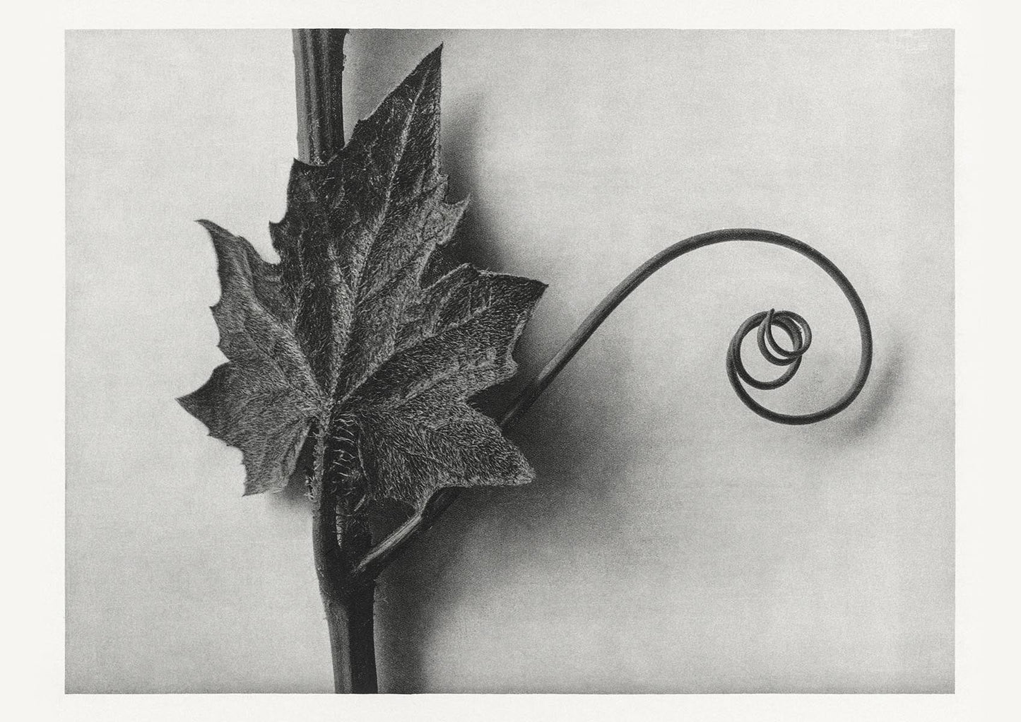 Conjunto de 7 carteles de la galería de arte de Karl Blossfeldt