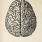 Vintage Anatomy Posters "BRAINY" Set of 3 Prints