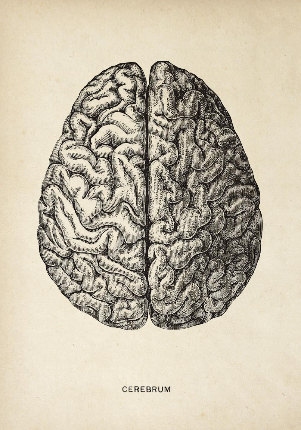 Vintage Anatomy Poster "BRAINY" Set of 2 Prints