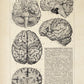 Vintage Anatomy Poster "BRAINY" Set of 2 Prints