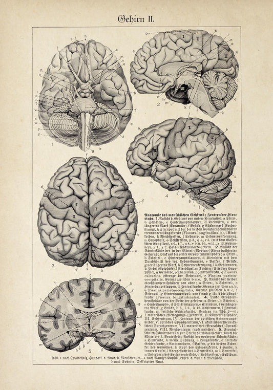 Póster de anatomía vintage "BRAINY" Juego de 2 impresiones