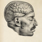 Vintage Anatomy Posters "BRAINY" Set of 3 Prints