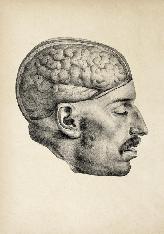 Vintage Anatomy Posters "BRAINY" Set of 3 Prints