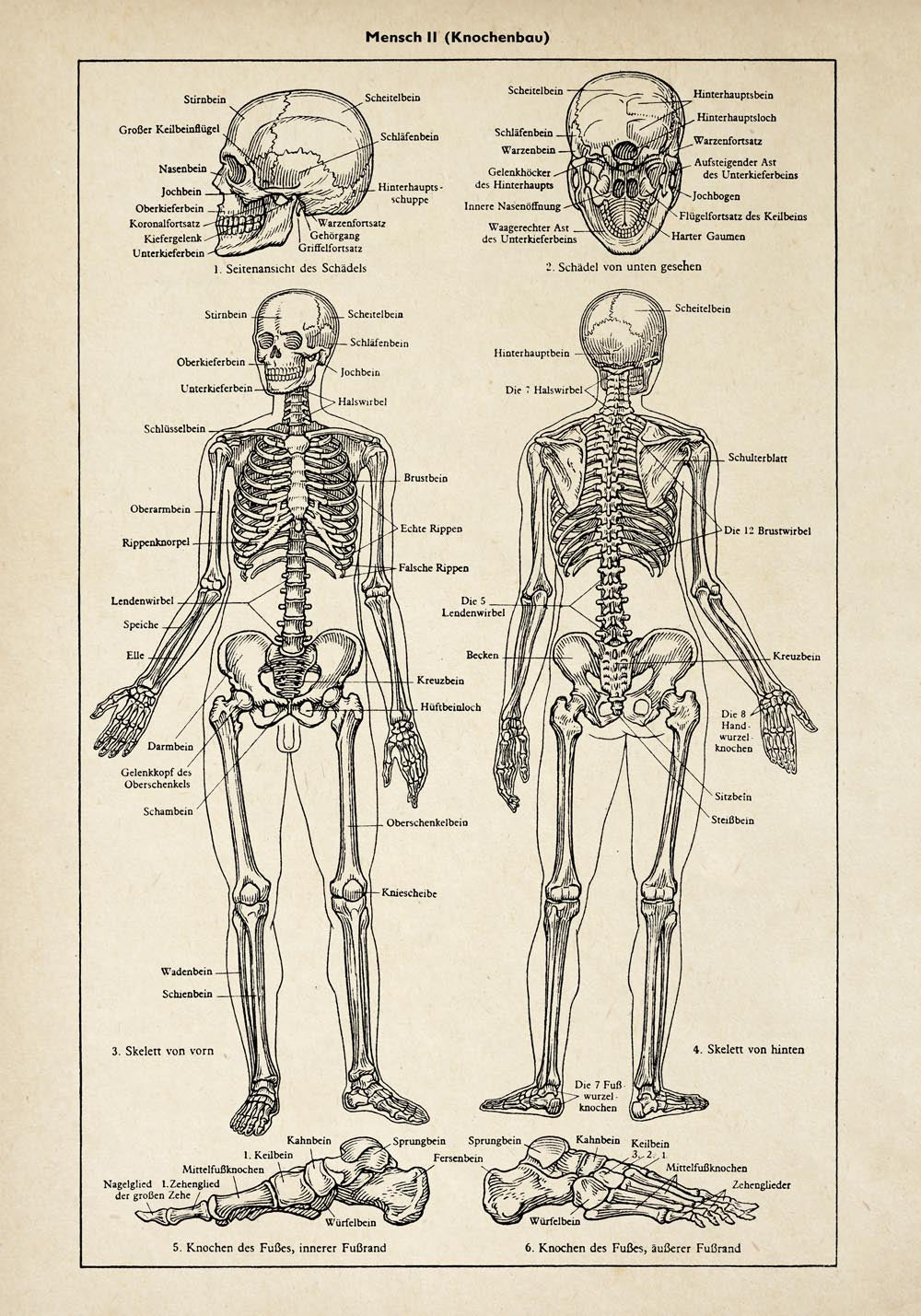 Vintage Anatomy Posters "Head" Set of 3 Prints